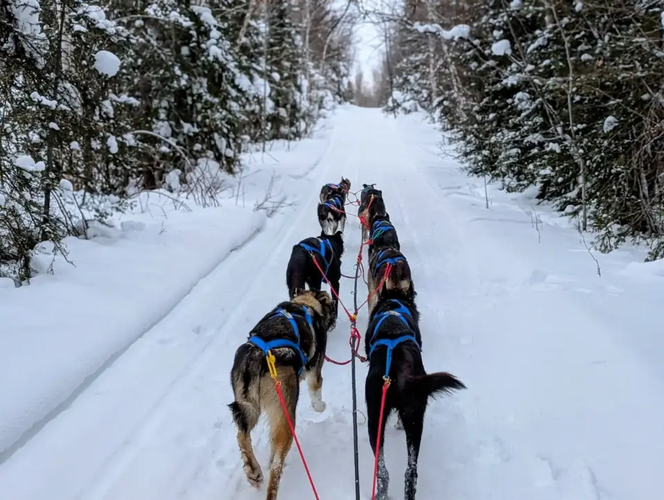 Dogs pulling a sled down a snowy trail.